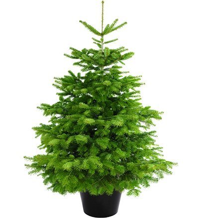 Echter Weihnachtsbaum - Nordmanntanne im Topf 100-120 cm